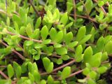 Sedum sarmentosum