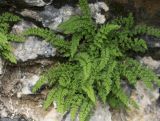 Woodsia heterophylla