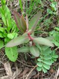 Euphorbia semivillosa. Вегетирующее растение. Украина, Запорожская обл., Запорожский р-н, возле Кушугумского кладбища. 19.04.2012.