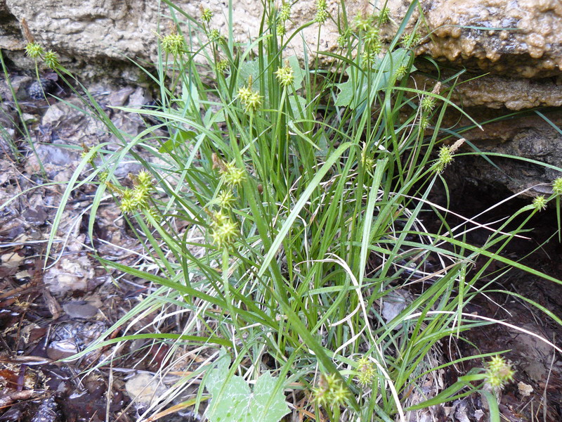 Изображение особи Carex flava.