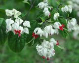 Clerodendrum thomsoniae. Верхушка побега с соцветием. Таиланд, национальный парк Си Пханг-нга. 19.06.2013.