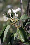 Lonicera nummulariifolia. Соцветие. Южный Казахстан, хр. Каржантау, ущ. Кызылбулак, левый склон. 27.05.2013.