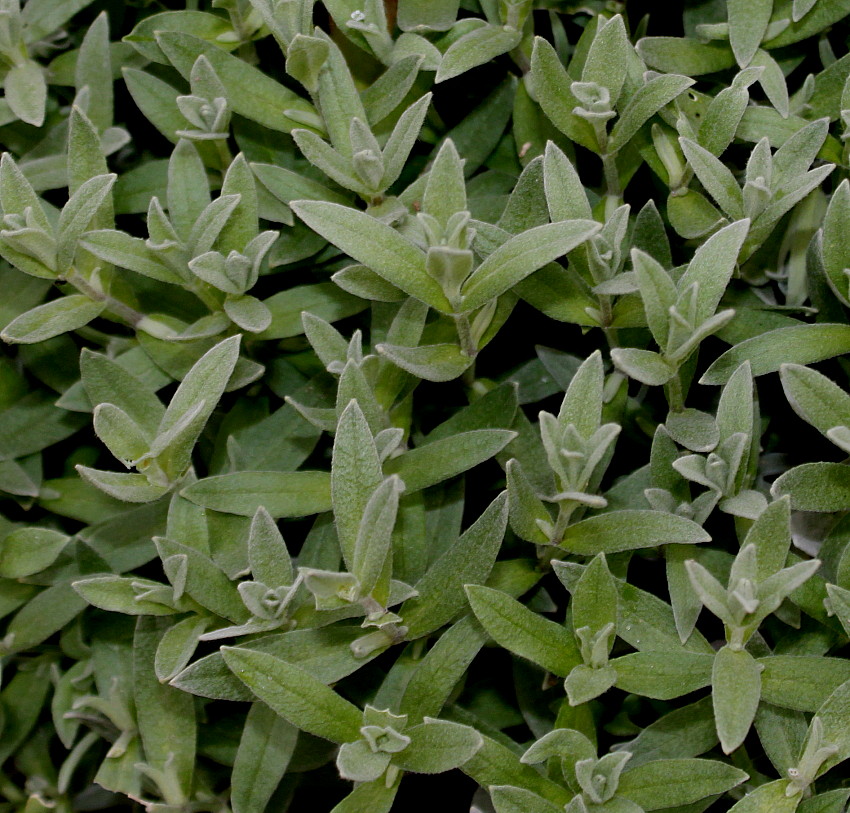 Изображение особи Cerastium tomentosum.