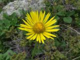 Doronicum turkestanicum