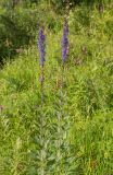 Delphinium retropilosum