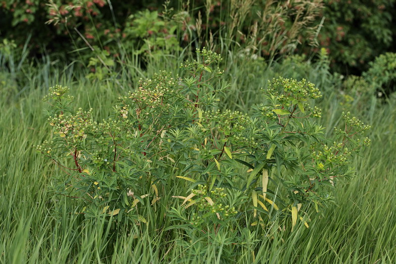 Изображение особи Euphorbia semivillosa.