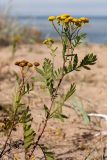 Tanacetum vulgare. Верхушки побегов молодого растения с соплодиями (слева) и соцветиями (справа). Ленинградская обл., Кингисеппский р-н, окр. пос. Новое Гарколово, побережье Финского залива, злаковник на гребне берегового вала. 06.09.2015.