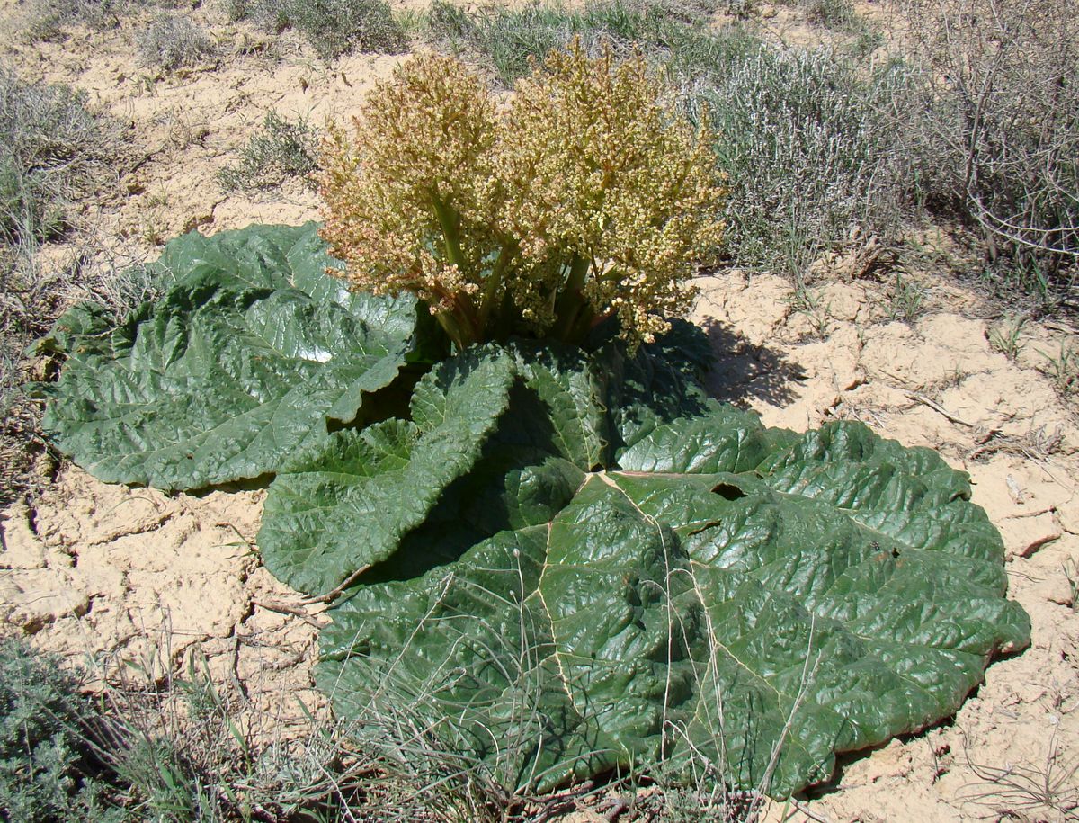 Изображение особи Rheum turkestanicum.