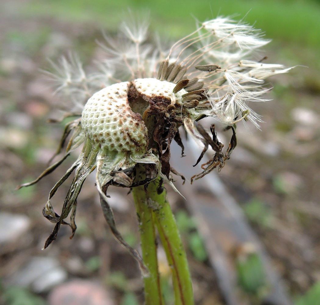 Изображение особи Taraxacum officinale.