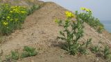 Senecio vernalis. Цветущие и зацветающие растения. Краснодарский край, Темрюкский р-н, мыс Железный Рог, приморский обрывистый глинистый склон. 09.04.2016.