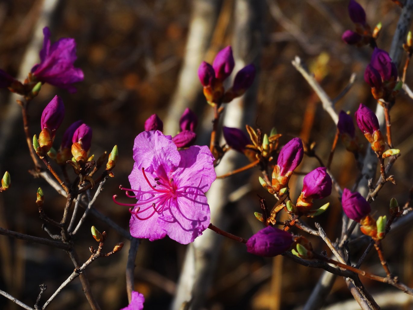 Изображение особи Rhododendron mucronulatum.