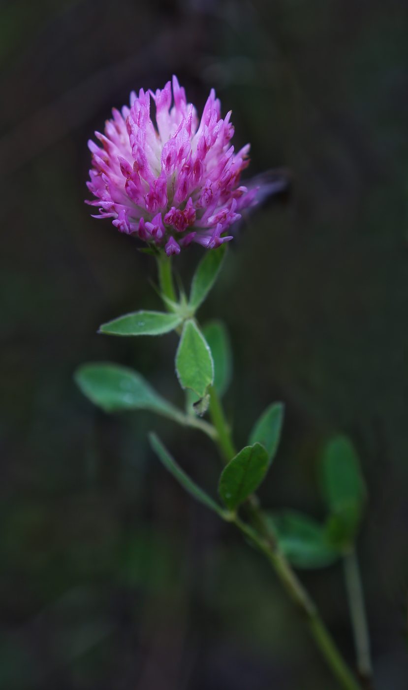 Изображение особи Trifolium medium.