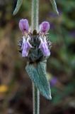 Stachys germanica. Цветки и лист. Крым, окр. Ялты, заповедник «Мыс Мартьян». 07.06.2016.