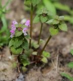 Lamium purpureum