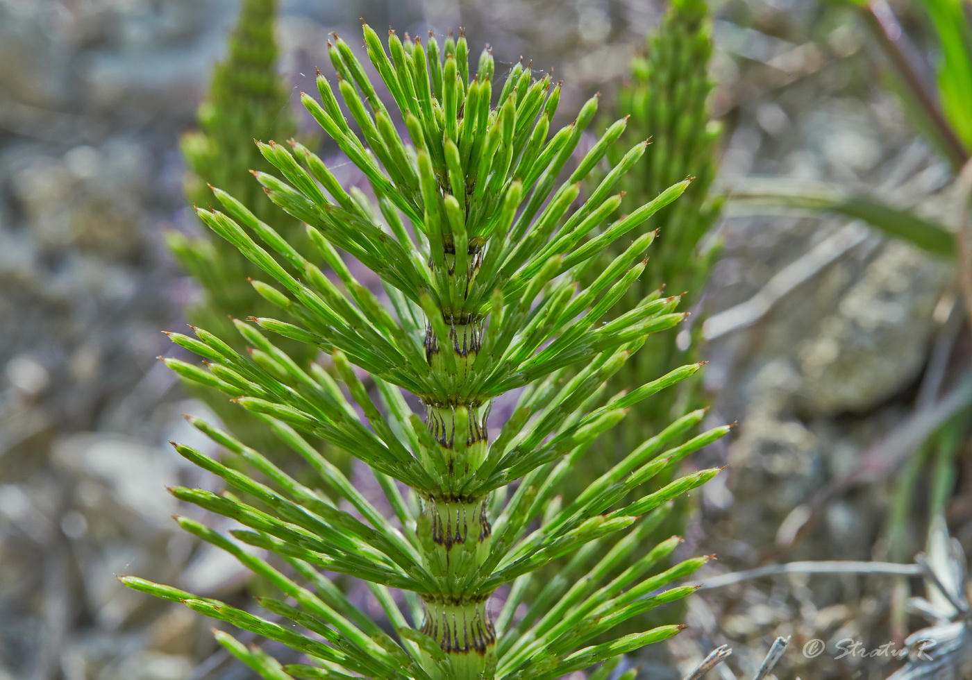 Изображение особи Equisetum telmateia.