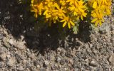 Senecio sosnovskyi. Часть цветущего растения. Кабардино-Балкария, южный склон Эльбруса, 300 м от водопада Девичьи Косы, обочина дороги. Июль.