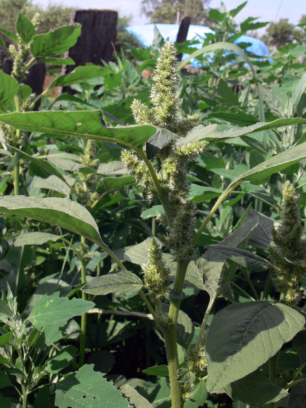 Изображение особи Amaranthus retroflexus.