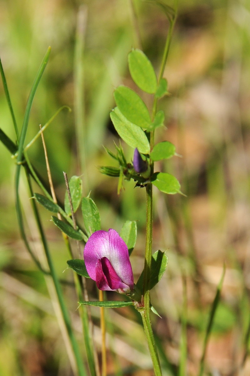 Изображение особи Vicia sativa.