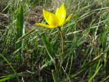 Tulipa biebersteiniana