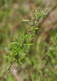 Salix brachypoda