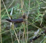 Lathyrus pratensis. Побеги со зрелыми плодами. Ленинградская обл., Всеволожский р-н, окр. пос. Мурино, железнодорожная станция Девяткино. 10.10.2009.