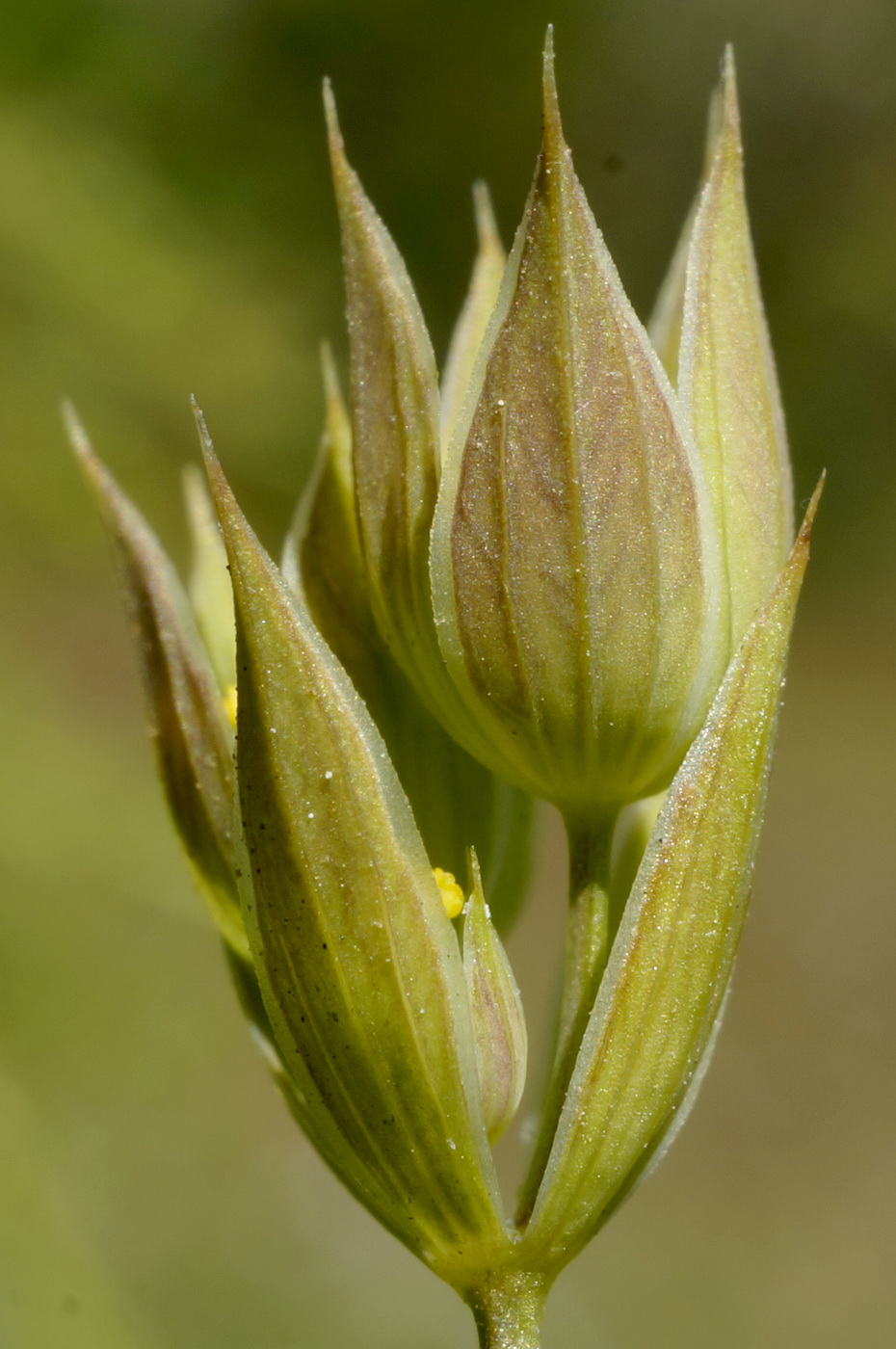 Image of Bupleurum baldense specimen.