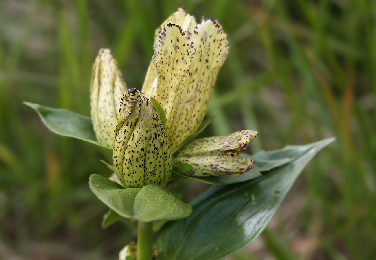 Image of Gentiana punctata specimen.