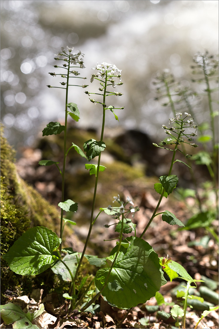 Изображение особи Pachyphragma macrophyllum.