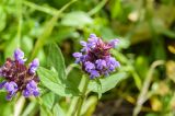 Prunella vulgaris