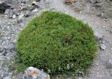 Juniperus turkestanica. Вегетирующее растение. Таджикистан, Фанские горы, окр. Мутного озера, ≈ 3500 м н.у.м., каменистый склон. 02.08.2017.