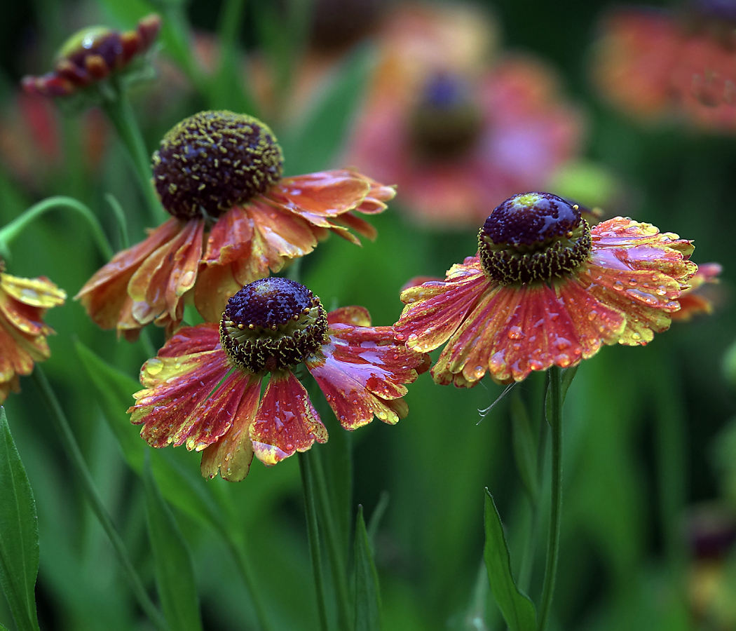 Изображение особи Helenium autumnale.