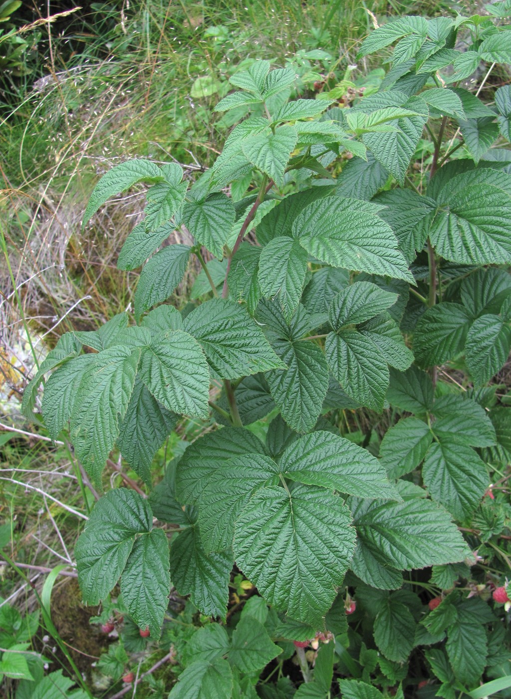 Изображение особи Rubus idaeus.