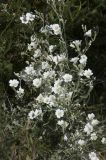 Cerastium biebersteinii. Цветущие растения. Горный Крым, гора Южная Демерджи. 21.06.2009.