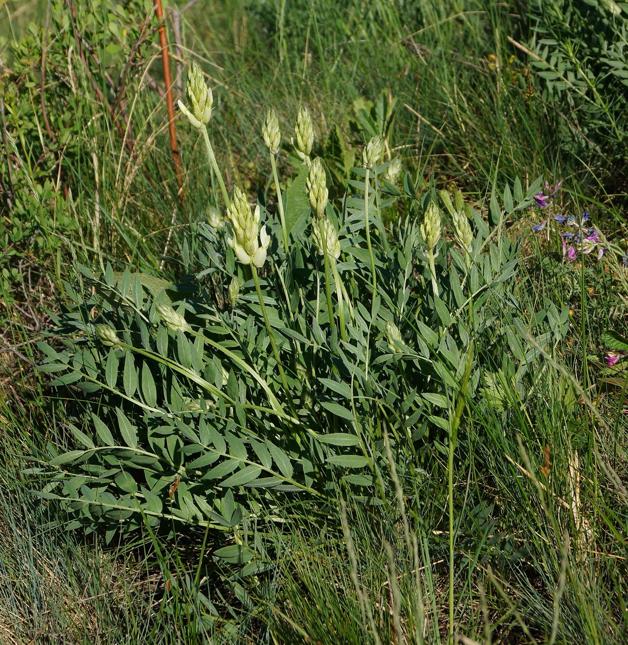 Изображение особи Astragalus follicularis.