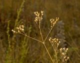 Gypsophila altissima. Верхушка сухой плодоносящей веточки, опутанная паутиной. Башкортостан, Кугарчинский р-н, окр. дер. Мурадымово, природный парк \"Мурадымовское ущелье\", долина р. Большой Ик, травянисто-степной склон на скальном массиве вдоль реки. 2 сентября 2018 г.