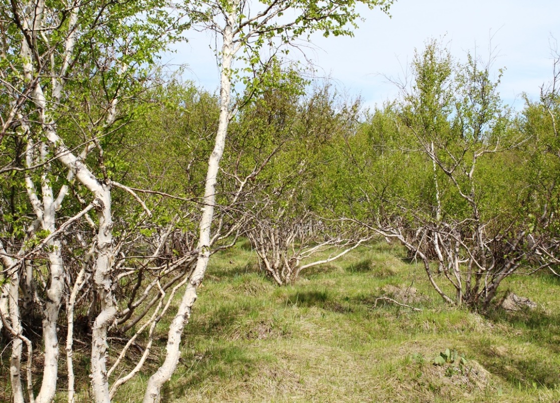 Изображение особи Betula kirghisorum.