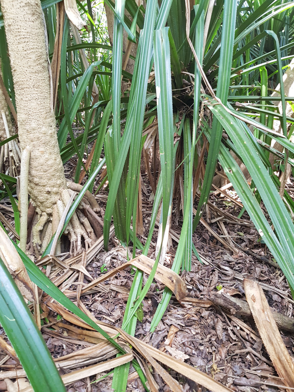 Изображение особи Pandanus rabaiensis.