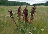 Rumex confertus. Плодоносящее растение. Челябинская обл., Сосновский р-н, долина р. Миасс, окр. с. Кайгородово, залежь на опушке березняка. 08.08.2019.