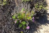 Alstroemeria caryophyllaea