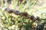 Brizochloa humilis