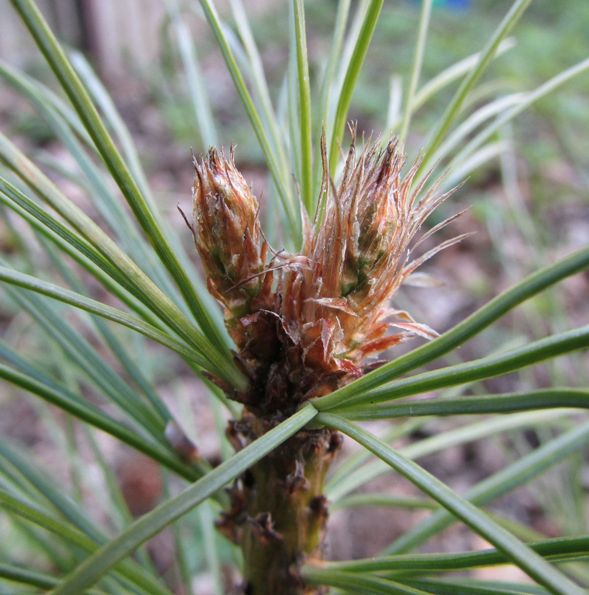 Изображение особи Pinus armandii.