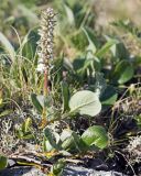 Salix arctica