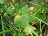 Rumex hastifolius