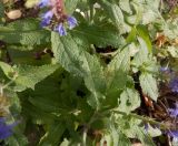 Salvia tesquicola