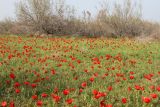 Papaver pavoninum