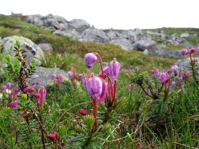 Изображение особи Phyllodoce caerulea.