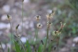 Plantago atrata