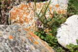 Teucrium chamaedrys. Цветущее растение. Кабардино-Балкария, Эльбрусский р-н, левый берег р. Баксан, окр. с. Былым, выс. 1100 м н.у.м., среди камней. 25 июля 2022 г.
