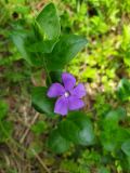 Vinca major. Верхушка побега с цветком. Краснодарский край, городской округ Сочи, Адлерский р-н, окр. с. Казачий Брод, широколиственный лес, рядом с обрывом. 17.04.2023.