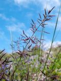 Eragrostis barrelieri